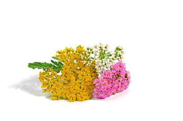 Bunte Schafgarbe vor weißem Hintergrund © M. Schuppich