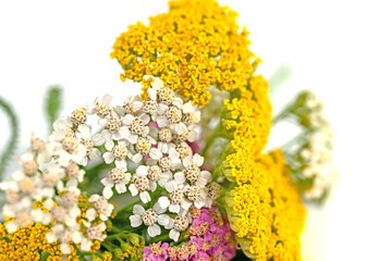 Bunte Schafgarbe vor weißem Hintergrund © M. Schuppich