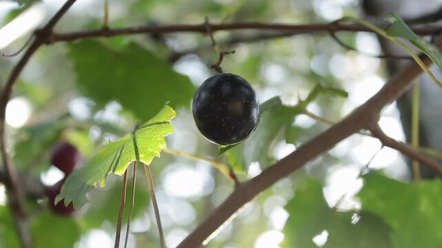 Slow-Motion Shot of a Batch of Ripe Black Muscadine Grapes on a Grapevine with the Sun in the back