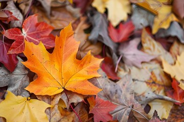 Enjoy the sight of vibrant autumn leaves in a range of colors as the sun sets in the background