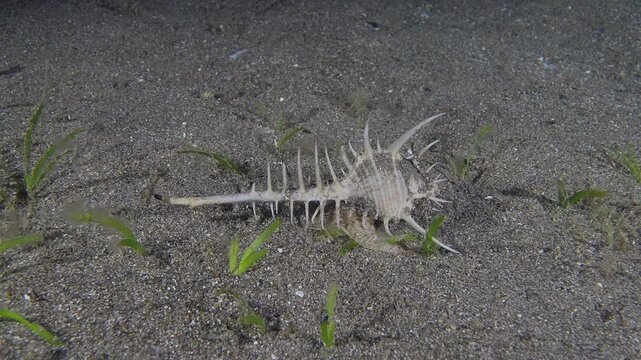 Venus Comb Murex (Murex pecten) moving in the sand,  Anilao, Philippines  2 of 2  60fps