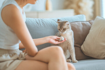 Happy young Asian woman playing with her Scottish fold cat in living room, Pets owner relationship...