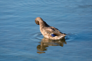 blue-finned duck on a lake