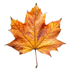 A dry fallen autumn leave isolated on transparent background