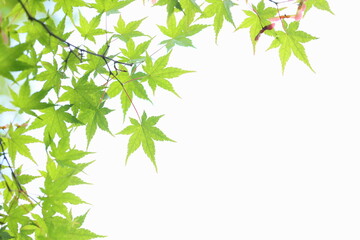 新緑のカエデ　白背景
