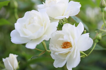 白いバラのクローズアップ