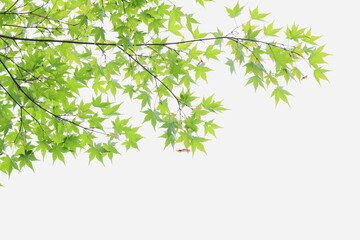 かえでの青葉　白背景