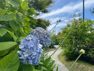 きれいな紫陽花