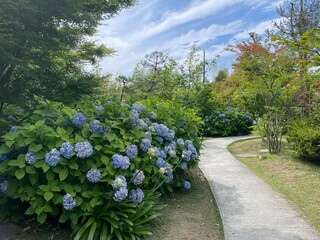 きれいな紫陽花