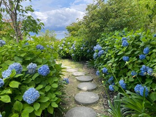きれいな紫陽花