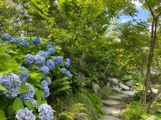 きれいな紫陽花