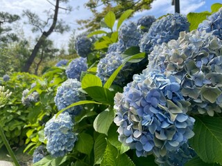 きれいな紫陽花