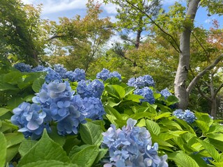きれいな紫陽花