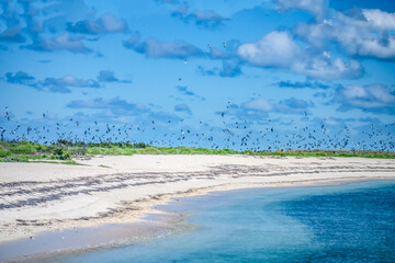Bush Key with land bridge to Fort Jefferson on Dry Tortugas National Park with sooty terns and brown noddies nesting
