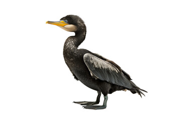 Obraz premium Great cormorant bird with detailed feathers in profile view, isolated on a transparent background for nature and wildlife design projects