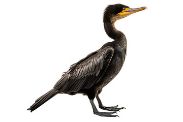 Fototapeta premium Great cormorant bird with detailed feathers in profile view, isolated on a transparent background for nature and wildlife design projects