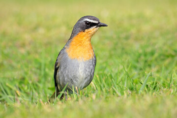 A colorful Cape robin-chat (Cossypha caffra) perched on the ground, South Africa.