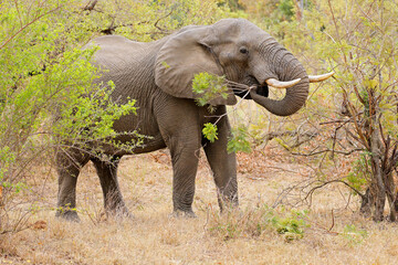 Large African elephant (Loxodonta africana) bull feeding, Kruger National Park, South Africa.