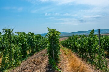 Obraz premium a large bush of grapes in a vineyard, planted in rows on a high trellis on a large wide field in the foothills of the Western Caucasus (South Russia) on a sunny day in early July