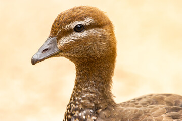 Portrait of a female Australian Wood duck
