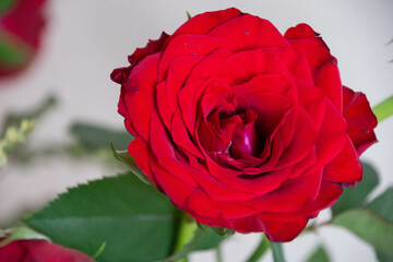 赤い薔薇