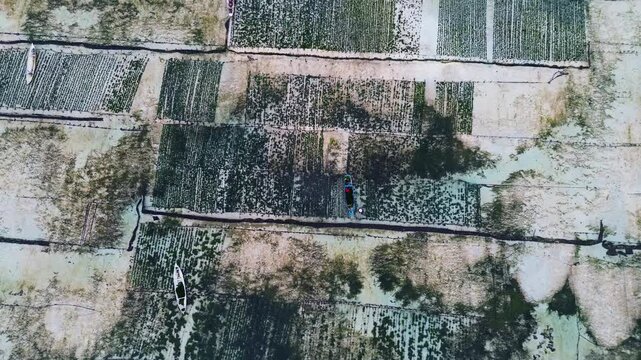 Aerial view of Seaweed Farms in Nusa Lembongan, Bali, Indonesia