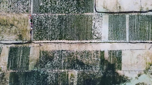 Aerial view of Seaweed Farms in Nusa Lembongan, Bali, Indonesia