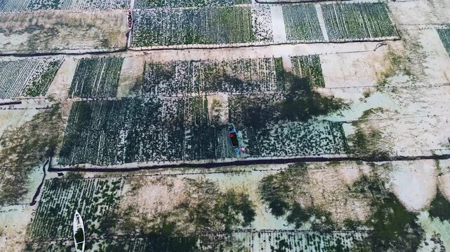 Aerial view of Seaweed Farms in Nusa Lembongan, Bali, Indonesia