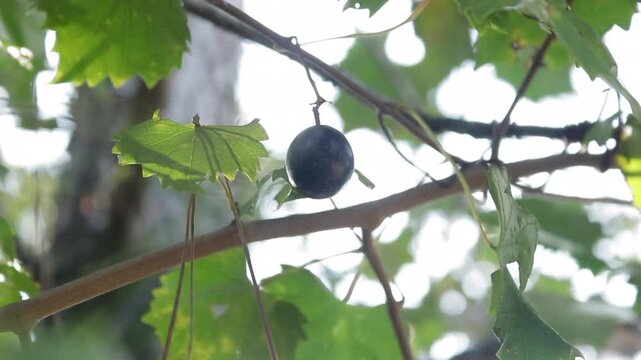 Slow-Motion Shot of a Hand Harvesting a Small Black Muscadine Grape off a Grapevine 