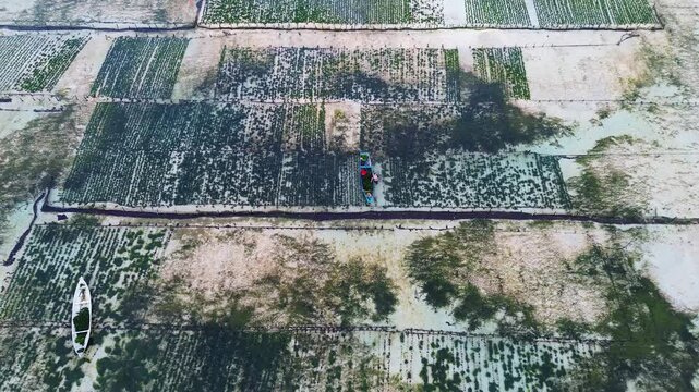 Aerial view of Seaweed Farms in Nusa Lembongan, Bali, Indonesia