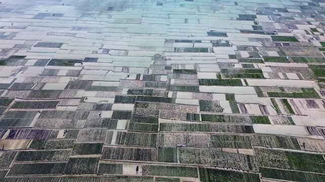 Aerial view of Seaweed Farms in Nusa Lembongan, Bali, Indonesia