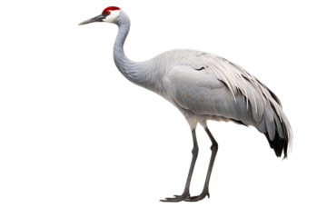 Elegant cranes bird isolated on transparent background with graceful long necks and detailed plumage, ideal for wildlife illustrations, educational materials