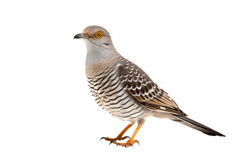 Obraz premium Close-up view of a vibrant cuckoo bird perched and isolated on a transparent background, showcasing detailed plumage and natural colors, ideal for ornithology projects and birdwatching guides