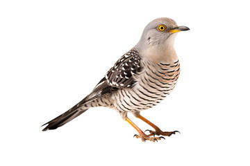 Close-up view of a vibrant cuckoo bird perched and isolated on a transparent background, showcasing detailed plumage and natural colors, ideal for ornithology projects and birdwatching guides