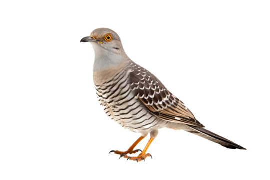 Close-up view of a vibrant cuckoo bird perched and isolated on a transparent background, showcasing detailed plumage and natural colors, ideal for ornithology projects and birdwatching guides
