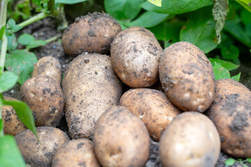 収穫されて一箇所に集められたジャガイモたち