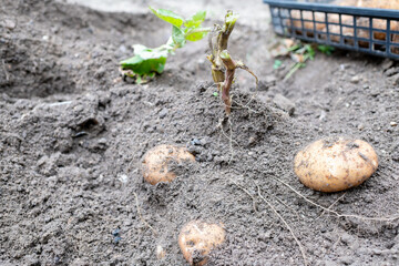 発掘現場のような状態の掘り起こされる直前のジャガイモ