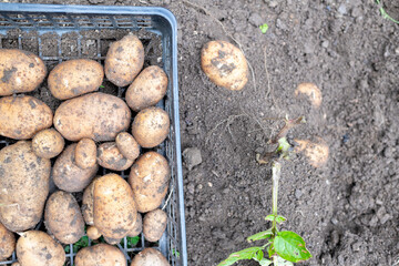 カゴに集積されたジャガイモ達とこれから収穫されるジャガイモを真上から