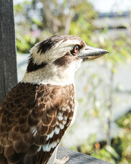 close up kookaburra