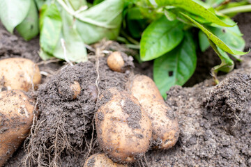 掘りこされた直後の根が付いた状態のジャガイモたち