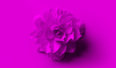 Purpre flower on purple violet background art design, Begonia blooming flower over bright vivid backdrop. Elegant art. Top view. Feminine concept