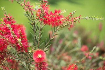 Callistemon citrinus red bottlebrush flower blooming in exotic garden, close up. Gardening, landscape design. Exotic bush growing over green grass background. Landscaping, flower bed, landscaping 