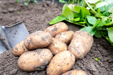 掘り起こされた新鮮なジャガイモと使用されたスコップ