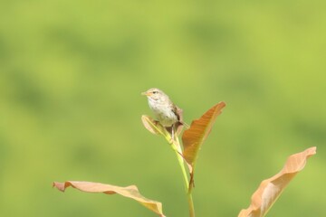 日本三鳴鳥の一羽鶯（ウグイス）