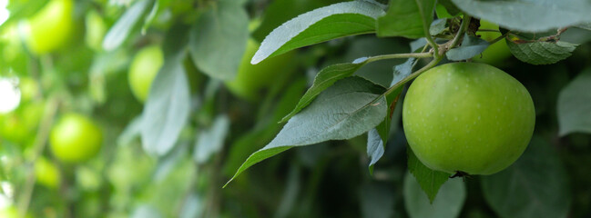 Green ripe apples grown in garden. Homegrown organic fruits. Seasonal locally grown countryside food produce. Farming 