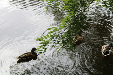 ducks in the water