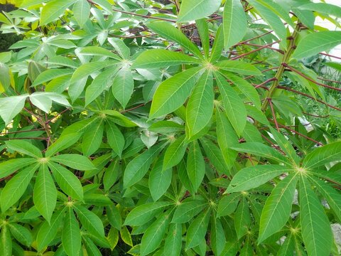 Fototapeta Cassava plant, taken close up, for green background or nature theme