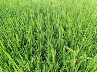 Image of rice plant for green background or nature theme