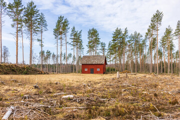 Clear cut in a woodland with an old red shed