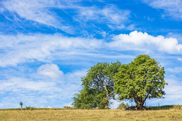 Lush green trees on grass meadow